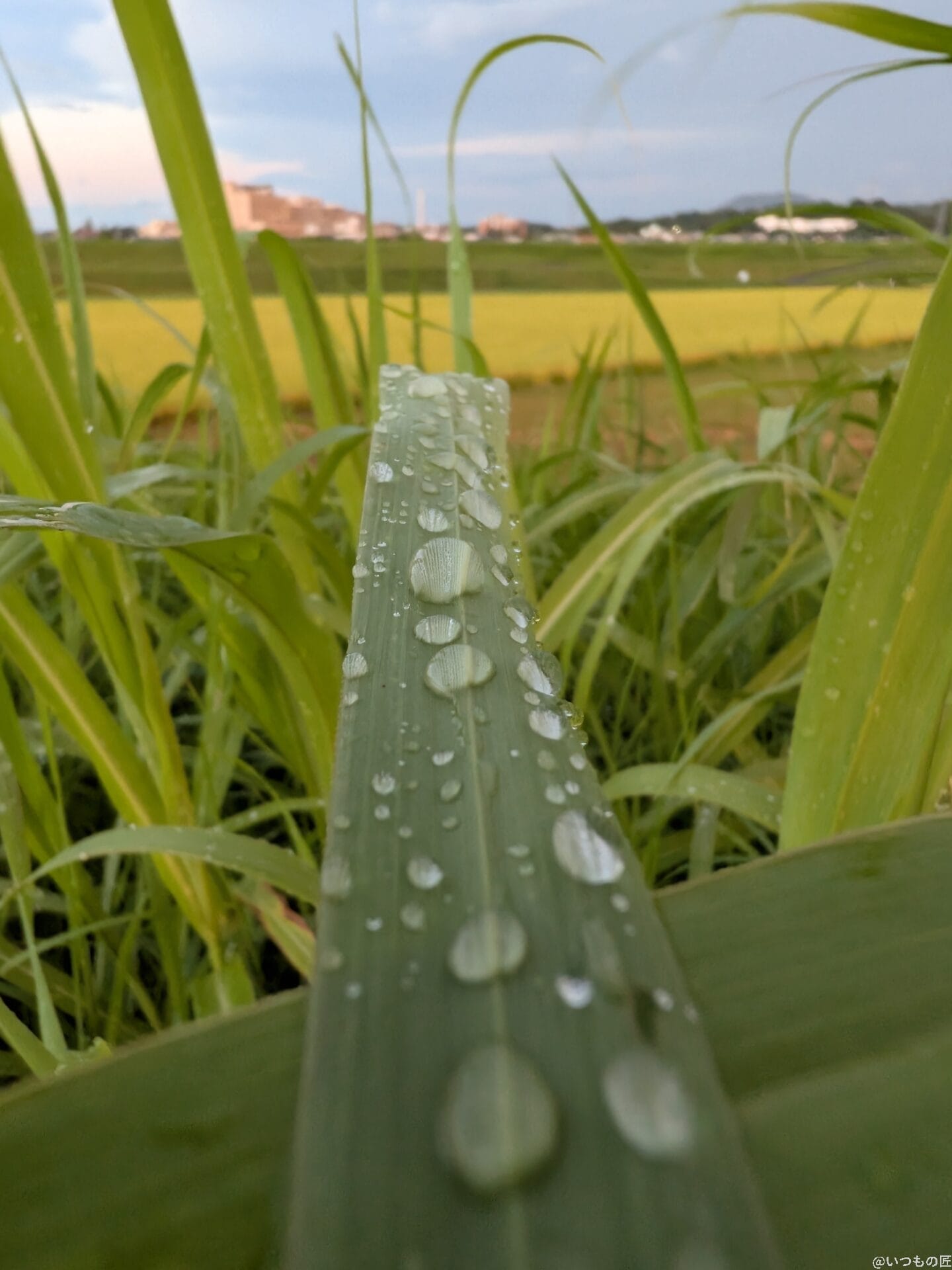 iPad mini 第7世代 カメラ
Google Pixel 9Pro Foldでマクロ撮影した写真