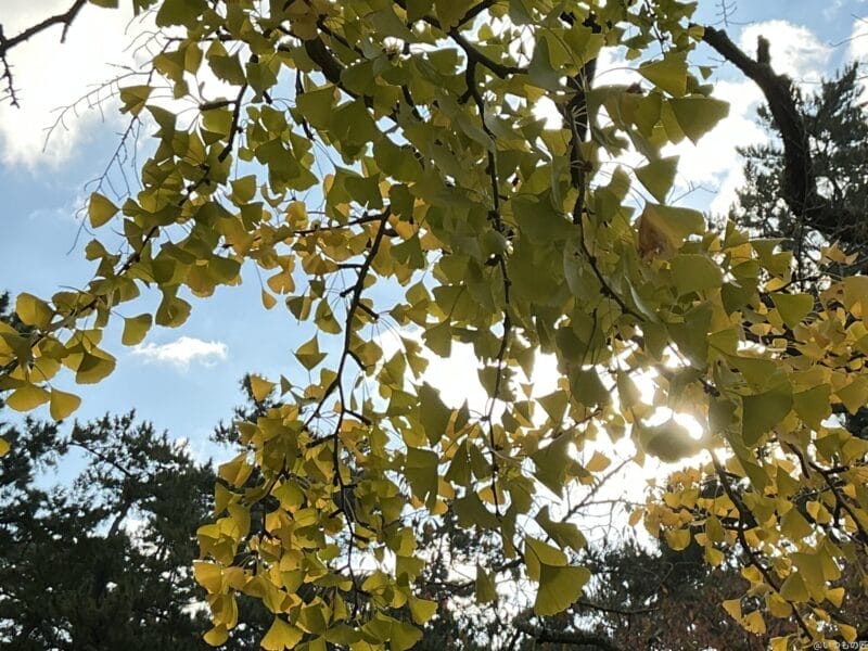 ipad mini 第7世代 で撮影した風景写真 | 真ガジェットレビューの匠 iPad mini 第7世代 カメラ iPad mini 第7世代 で撮影した風景写真