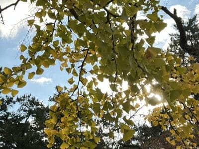 ipad mini 第7世代 で撮影した風景写真 | 真ガジェットレビューの匠 iPad mini 第7世代 カメラ iPad mini 第7世代 で撮影した風景写真