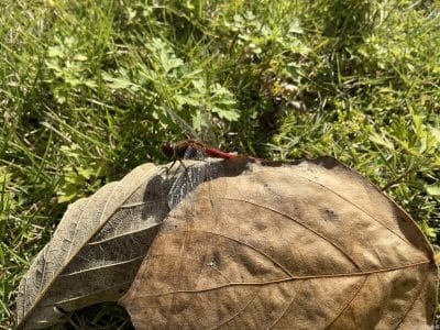 ipad mini 第7世代 で撮影した風景写真 | 真ガジェットレビューの匠 iPad mini 第7世代 カメラ iPad mini 第7世代 で撮影した風景写真