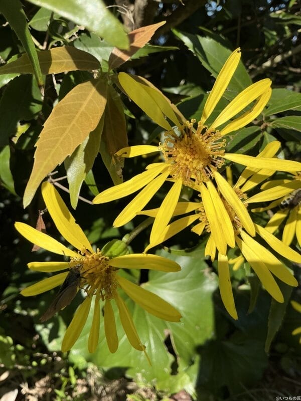 ipad mini 第7世代 でマクロ撮影した写真 | 真ガジェットレビューの匠 iPad mini 第7世代 カメラ iPad mini 第7世代 でマクロ撮影した写真