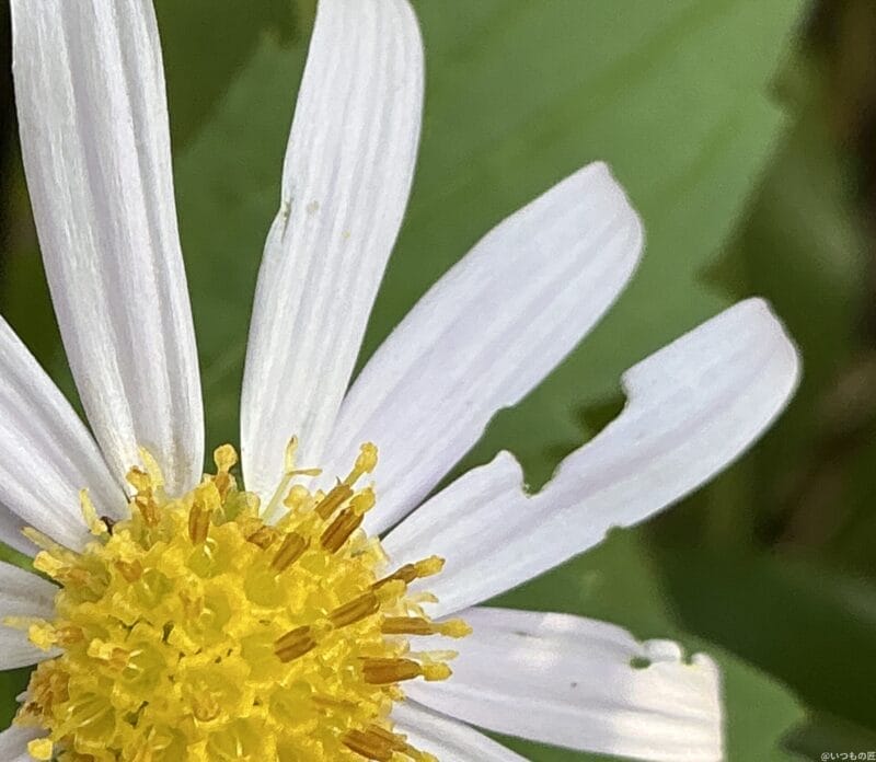 ipad mini 第7世代 でマクロ撮影した写真 | 真ガジェットレビューの匠 iPad mini 第7世代 カメラ iPad mini 第7世代 でマクロ撮影した写真