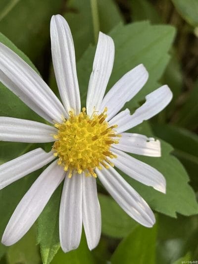 ipad mini 第7世代 でマクロ撮影した写真 | 真ガジェットレビューの匠 iPad mini 第7世代 カメラ iPad mini 第7世代 でマクロ撮影した写真