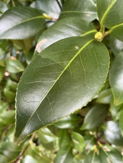 ipad mini 第7世代 でマクロ撮影した写真 | 真ガジェットレビューの匠 iPad mini 第7世代 カメラ iPad mini 第7世代 でマクロ撮影した写真