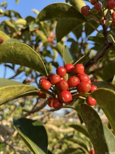 ipad mini 第7世代 でマクロ撮影した写真 | 真ガジェットレビューの匠 iPad mini 第7世代 カメラ iPad mini 第7世代 でマクロ撮影した写真