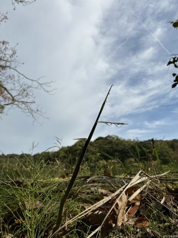 ipad mini 第7世代 でマクロ撮影した写真 | 真ガジェットレビューの匠 iPad mini 第7世代 カメラ iPad mini 第7世代 でマクロ撮影した写真