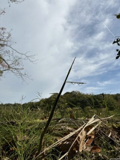 ipad mini 第7世代 でマクロ撮影した写真 | 真ガジェットレビューの匠 iPad mini 第7世代 カメラ iPad mini 第7世代 でマクロ撮影した写真