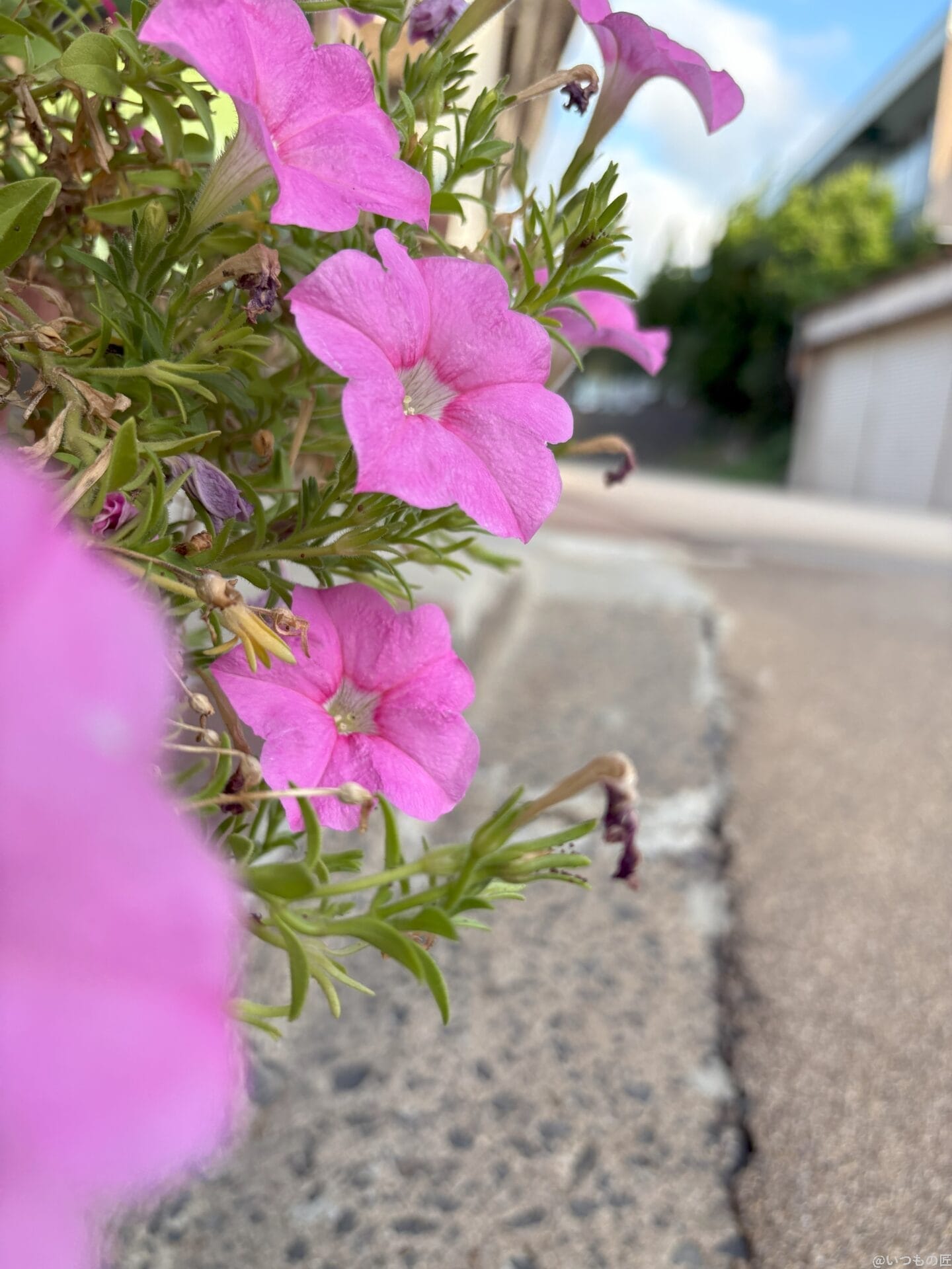 iphone 16で撮影した風景写真 | 真ガジェットレビューの匠 iPad mini 第7世代 カメラ iPhone 16で撮影した風景写真