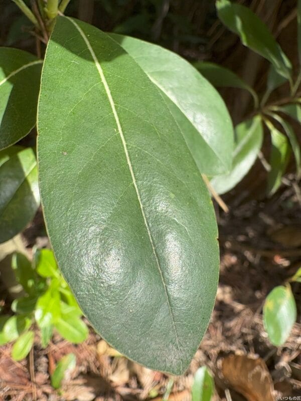 iphone 16 でマクロ撮影した写真 | 真ガジェットレビューの匠 iPad mini 第7世代 カメラ iPhone 16 でマクロ撮影した写真